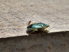 Tynacantha marginata