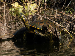 Trachemys venusta venusta