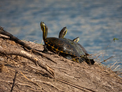 Trachemys venusta venusta