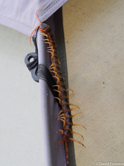 Scolopendra gigantea