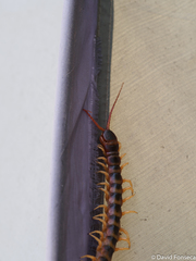 Scolopendra gigantea