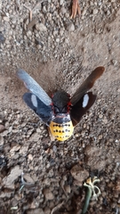 Acraephia perspicillata