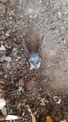 Acraephia perspicillata