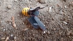 Acraephia perspicillata