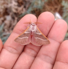 Lepidoptera