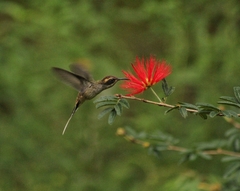 Phaethornis eurynome