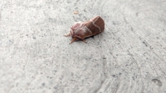 Lepidoptera