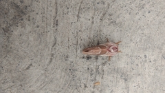 Lepidoptera