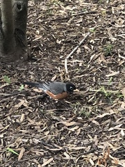 Turdus migratorius