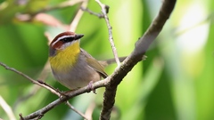 Rufous-Capped Warbler photo 2