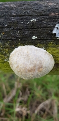Reticularia lycoperdon