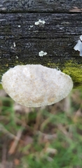 Reticularia lycoperdon