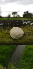 Reticularia lycoperdon