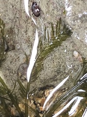 Bryopsis corticulans