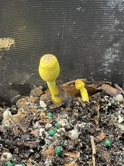Leucocoprinus birnbaumii image