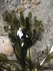 Bryopsis corticulans