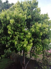 Cinnamomum verum