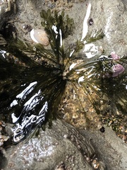 Bryopsis corticulans