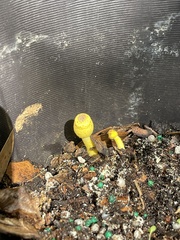 Leucocoprinus birnbaumii image