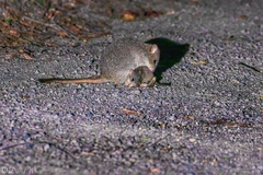 Northern Bettong photo 3