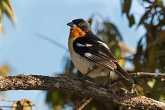White-Rumped Tanager photo 2