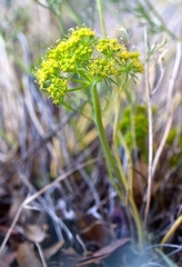 Lomatium parryi