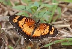 Junonia sophia