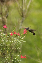 Stephanoxis loddigesii