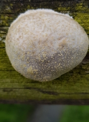 Reticularia lycoperdon