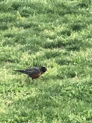 Turdus migratorius