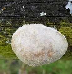 Reticularia lycoperdon