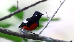 Painted Whitestart photo 3