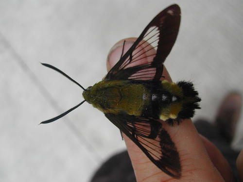 Hemaris beresowskii (Hemaris beresowskii)