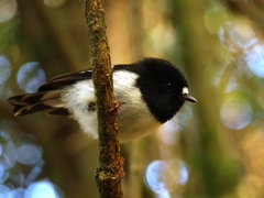 Petroica macrocephala