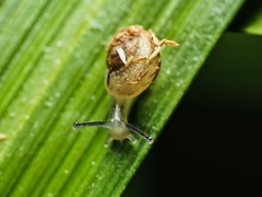 Aegista