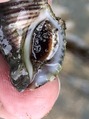 Acanthinucella punctulata