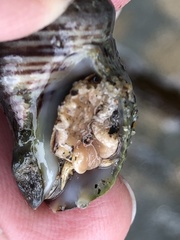 Acanthinucella punctulata