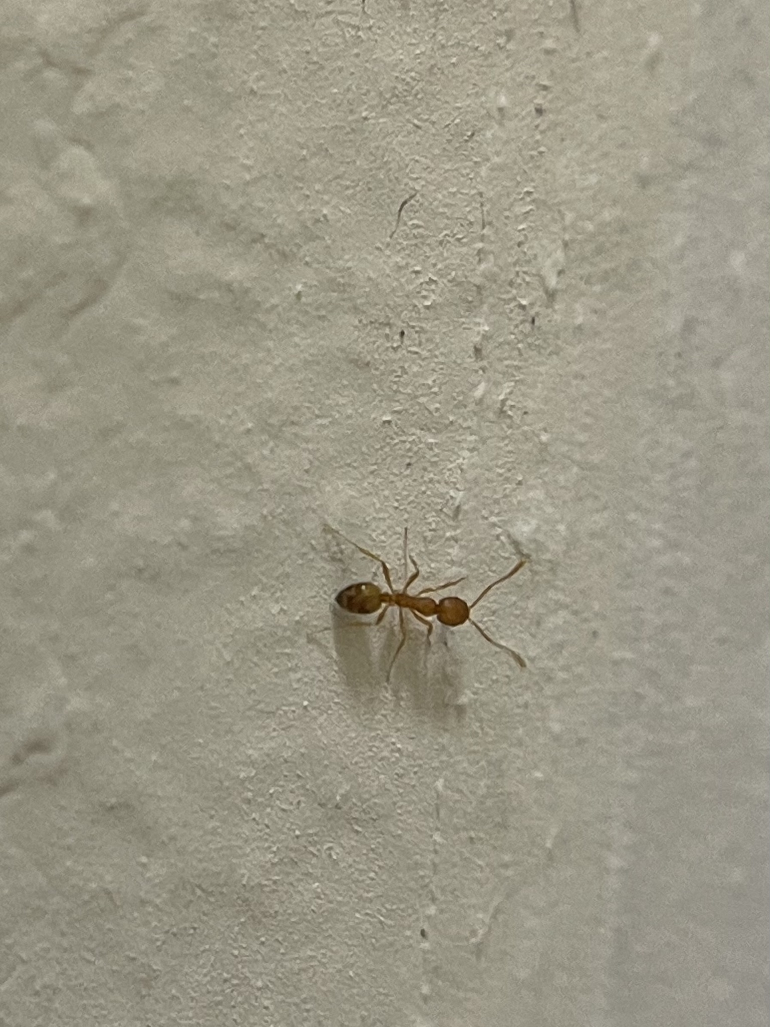 Pharaoh ant