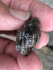 Acanthinucella punctulata