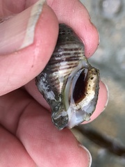 Acanthinucella punctulata