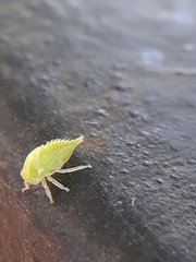 Smiliini
