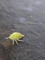 Smiliini