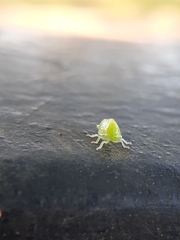 Smiliini