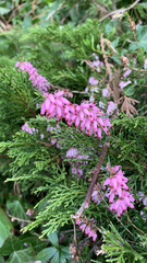 Erica carnea