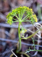 Lomatium parryi