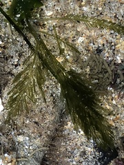 Bryopsis corticulans