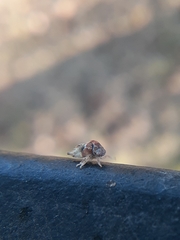 Smiliini