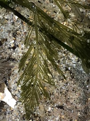 Bryopsis corticulans