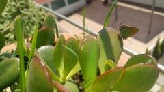 Callophrys xami