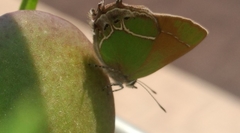 Callophrys xami